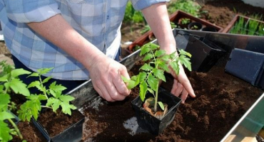Jak krmit sazenice rajčat po sběru a kdy